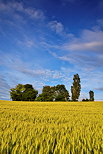 Photographie d'un champ de blé sous un ciel bleu et nuageux