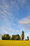 Image d'un champ de bl en Haute Savoie