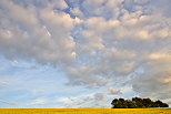 Photo d'un champ de blé sous un ciel nuageux en Haute Savoie