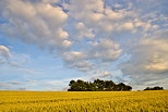 Image d'un ciel nuageux au dessus d'un champ de blé