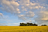 Picture of a wheat field under a cloudy sky