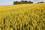 Photo d'un champ de bl en fin de journe