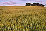 Photo of a wheat field in dusk light