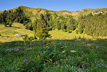 Photo de prairies d'alpage sur la montagne du Grand Crt d'Eau