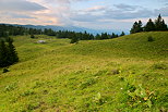 Photo des prairies d'alpage autour du Chalet du Sac sur le Grand Crt d'Eau