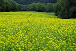 Photo d'un champ de colza en fleur entre Chaumont et Frangy en Haute Savoie