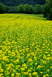 Image d'un champ de colza en Haute Savoie