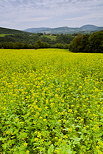 Image d'un champ de colza en fleur aux alentours de Frangy