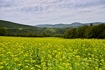 Photographie d'un champ de colza sous un ciel couvert