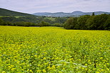 Photo d'un champ de colza  proximit de Frangy en Haute Savoie