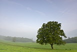 Picture of a nut tree by a misty autumn morning