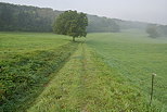 Photo d'un paysage rural dans la brume du petit matin