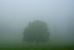 Photo d'un noyer dans le brouillard matinal  Arcine en Haute Savoie