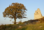 Photographie d'un arbre en automne prs des ruines d'un vieux chteau