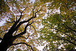 Photo en contre plonge du ciel d'automne sous des tilleuls