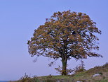Photo d'un arbre d'automne  l'heure bleue