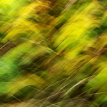Photographie abstraite d'herbes d'automne
