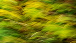 Image abstraite d'herbes d'automne