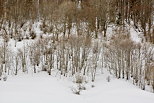 Photographie de fort sous la neige dans le Massif des Bauges