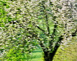 Photographie d'un arbre fruitier en fleur au printemps