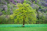Image d'un arbre dans un paysage rural printanier