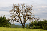 Photographie d'un vieil arbre dans un paysage rural