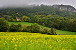 Photographie du colza d'automne dans la campagne de Haute Savoie