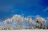 Image d'une haie enneige sous le ciel bleu dans la campagne Haut Savoyarde