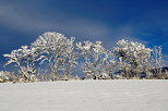 Photo d'une haie enneige dans la campagne de Haute Savoie