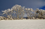 Photographie d'une haie dans un paysage rural enneig en Haute Savoie