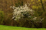 Image d'un arbre en fleurs dans une haie de printemps