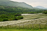 Image of an apple orchard in the french countryside