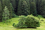 Image de pturages et de fort de montagne dans la valle de la Valserine