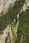 Photo de conifres accrochs aux pentes du Bargy