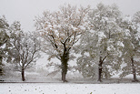 Photographie d'arbres enneigs au bord d'une route de campagne en Haute Savoie