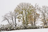 Photo d'arbres  d'automne recouverts de neige en novembre