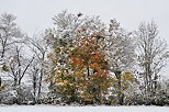 Image d'une haie d'automne dans la neige et de brouillard