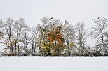 Photographie de neige, de brouillard et d'arbres avec leurs couleurs d'automne
