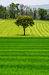 Image d'un arbre dans les prs au printemps