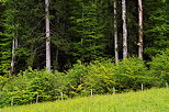 Image of green meadows and forests in the mountains of Massif des Bauges Natural Park