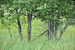 Image of trees in the green meadows of Massif des Bauges Natural Park