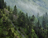 Image with summer mist and mountain forest in french Jura