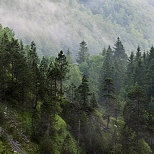 Photographie de la brume matinale traversant la fort du Haut Jura