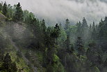 Picture of french Jura forest in a misty summer morning