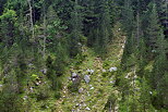 Photo d'une forêt de conifères sur les pentes érodées de la moraine du Niaizet dans le Haut Jura