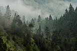 Photo d'un matin brumeux dans la moraine du Niaizet dans le Haut Jura
