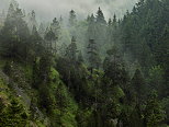 Picture of mountain forest in the morning mist