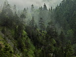 Photographie de la brume matinale dans la fort du Haut Jura