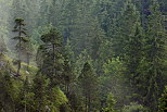 Image d'une forêt de conifères dans la brume. Moraine du Niaizet, PNR du Haut Jura