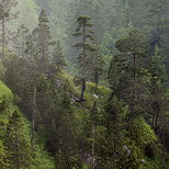 Picture of coniferous trees and morning mist in Jura forest